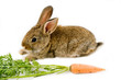 Brown baby bunny and a carrot, isolated on white background