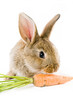 Brown baby bunny isolated on white background