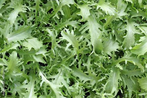 Photo: laitue frisée laitue frisée