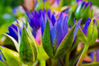 blooming lotus flower