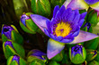 blooming lotus flower