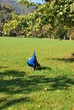 Foto: Eggenberger Allee, Eggenberg, Graz, Steiermark, Österreich Eggenberger Allee, Eggenberg, Graz, Steiermark, Österreich