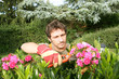 jardinier paysagiste pépiniériste taille ses rosiers fleuris jardinier paysagiste pépiniériste taille ses rosiers fleuris