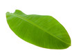 Fresh Green Banana Leaf Fresh Green Banana Leaf