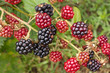 blackberries..