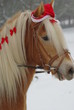 Haflinger mit Weihnachtsschmuck