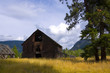Old Barn in Golden field