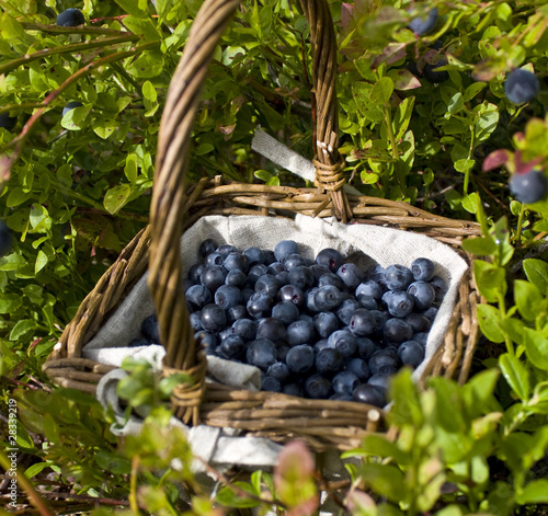 Photo: A basket full of european blueberries (bilberries) A basket full of european blueberries (bilberries)