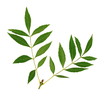 Feuilles de frêne