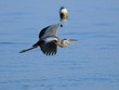 Flying Grey Heron and buoy