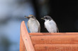Couple of Flycatchers with the feed on nestling box