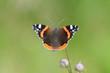 Butterfly Red Admiral