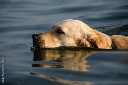 Photo: golden retriever in acqua golden retriever in acqua