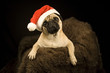 Weihnachtsmops Weihnachtsmops