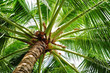 Kokospalme