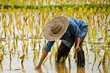 Farmers are planting rice in the farm. Farmers are planting rice in the farm.