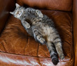 Cat asleep on her back in leather chair Cat asleep on her back in leather chair