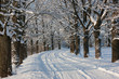 Winter road