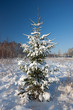 Fir tree