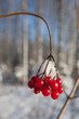 Winter berries