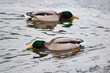 a couple ducks on the frozen river a couple ducks on the frozen river