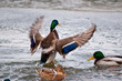 The waves wings duck The waves wings duck