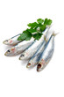sardines with parsley - sardine sardines with parsley - sardine