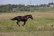 Brown running horse