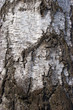Birkenbaum Rinde