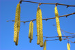 Haselblüten