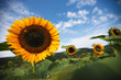 Sonnenblume mit Insekten