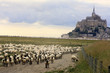 moutons de pré-salé