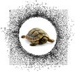tortue