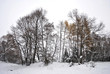 idyllic forest