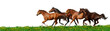 Images : herd gallops