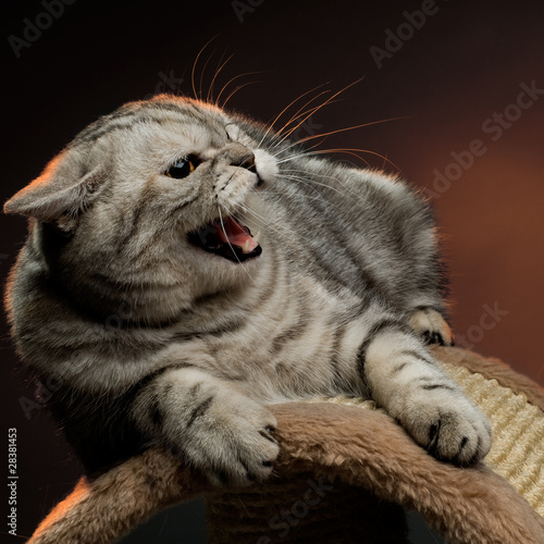 Photo: cat cat