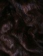 The brown fur of a beaver The brown fur of a beaver