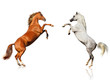 fight