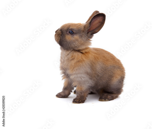 Photo: Most Beautyful Bunny Most Beautyful Bunny