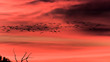 Red in the Morning