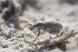 Photo: Dung Beetle, Mexico Dung Beetle, Mexico