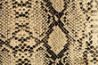 snake texture snake texture