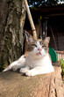 埼玉の猫