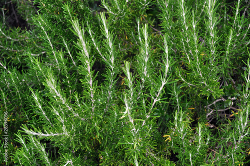 Photo: Rosemary Rosemary