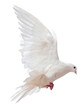 A free flying white dove isolated A free flying white dove isolated