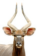 male nyala isolated