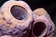 Stove pipe sponge Stove pipe sponge