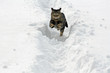 Wettlauf durch den Schnee