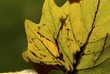 Autumn Leave