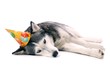 Hund Husky mit Partyhut